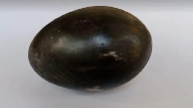 হাঁসে পাড়া কালো ডিমে এলাকায় চাঞ্চল্য